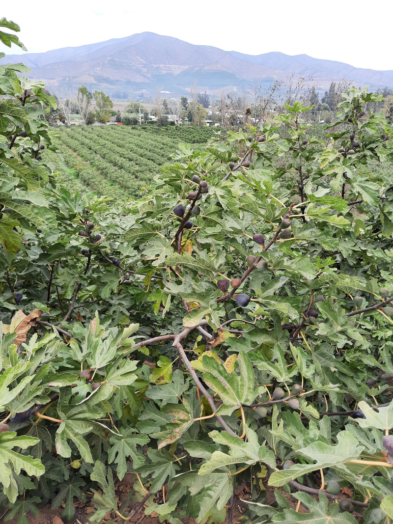 Welcome to ChileFigs, the Black Mission fig center in Chile