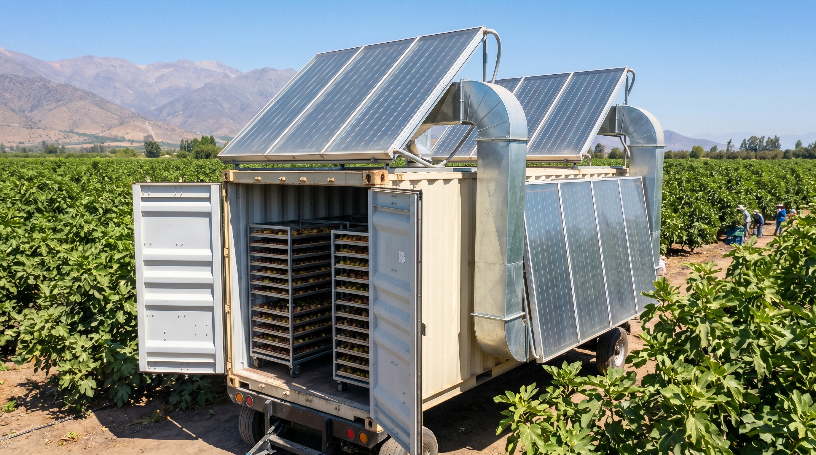 El secado solar térmico de higos: innovación para la agroindustria del deshidratado
