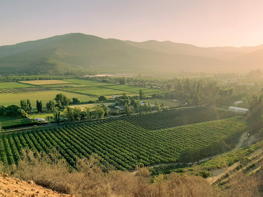 Mallarauco: la forja de un Terroir Mediterráneo en el secano de rulo