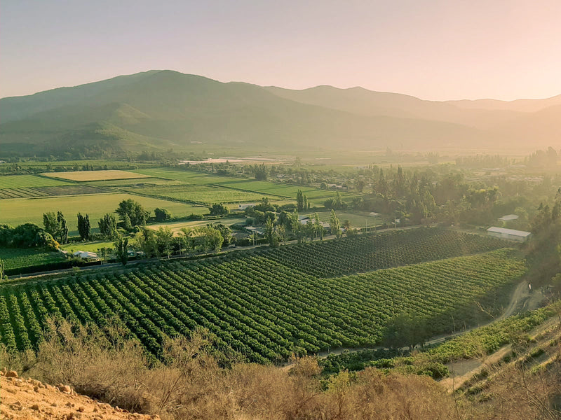 Mallarauco: la forja de un Terroir Mediterráneo en el secano de rulo