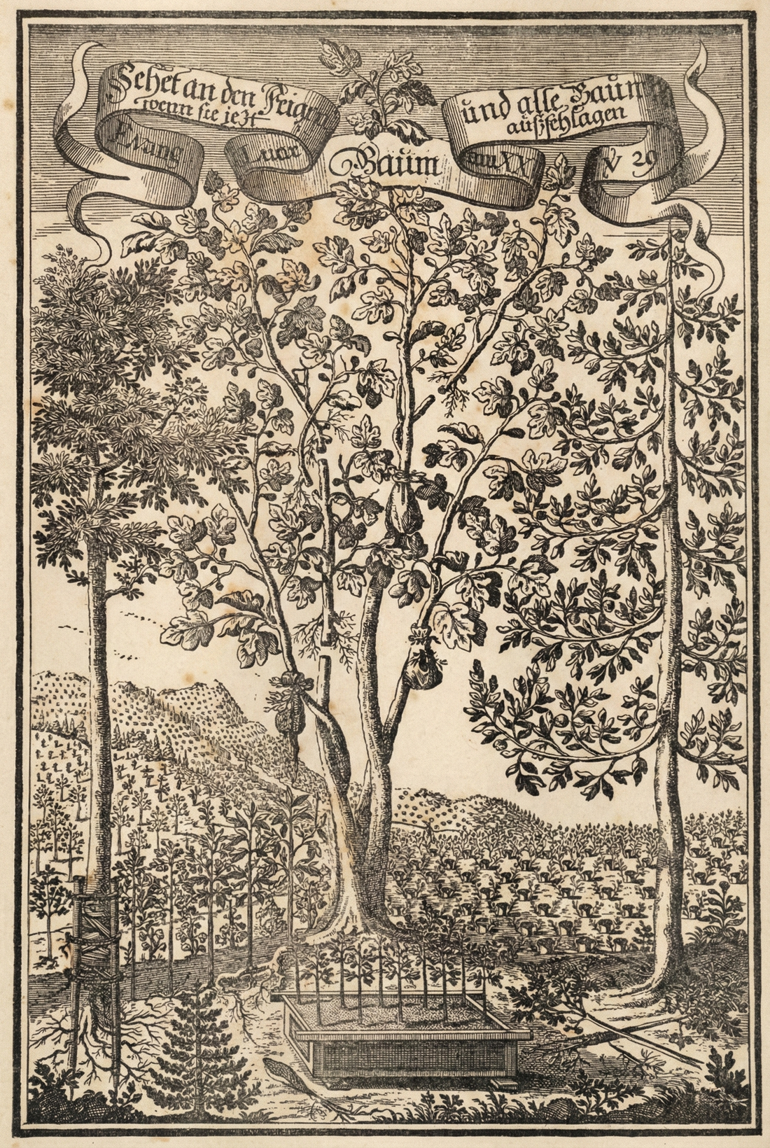 Versuch der Universal Vermehrung aller Baume by G. A. AGricora, Vol. 1, Regensburg, 1716