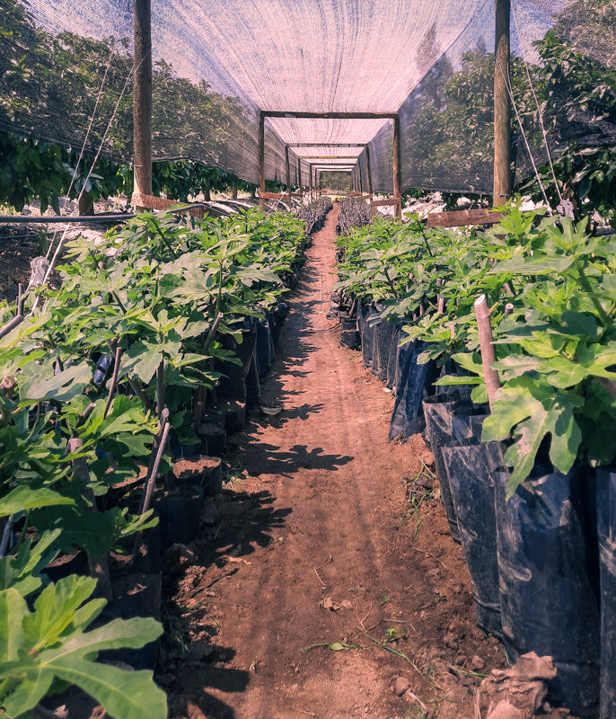 Black Mission Fig Plant