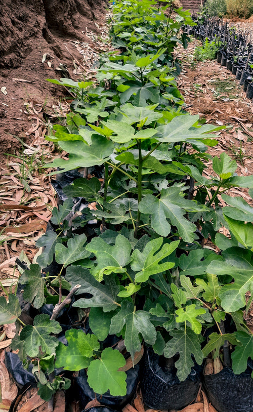 Plantas de higuera Black Mission embolsadas