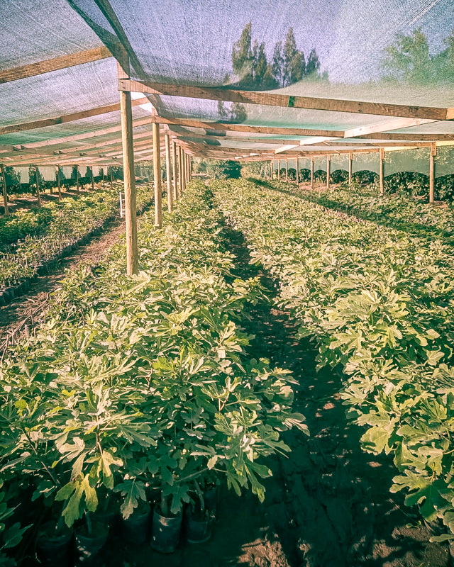 Black Mission Fig Plant